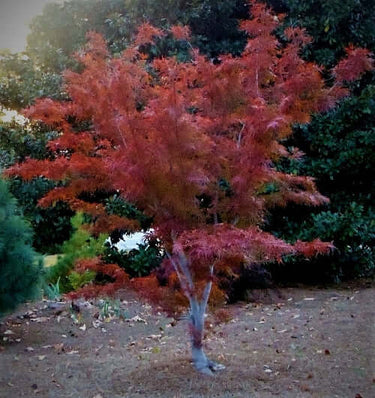 Acer palmatum 'Beni otake' - mapleridgenursery